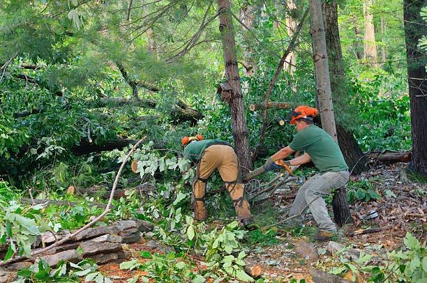 Trusted Hayesville, OR Tree Services Experts