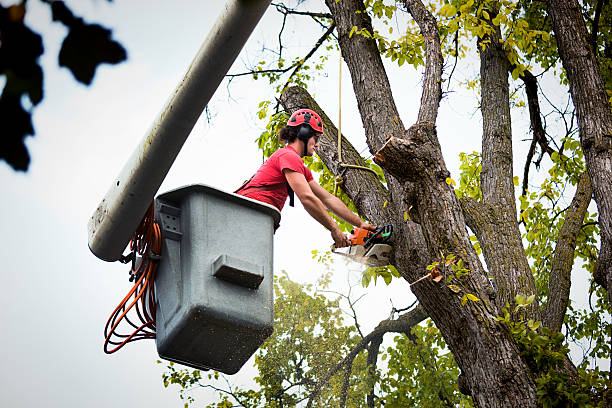 How Our Tree Care Process Works  in  Hayesville, OR